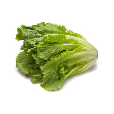 Scarola (tipo insalata)