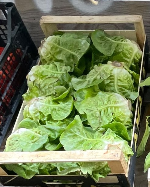 Insalata verde