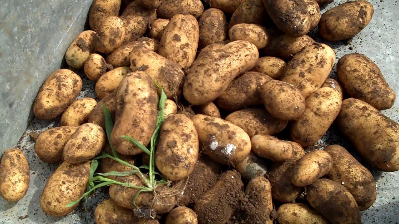 Patate