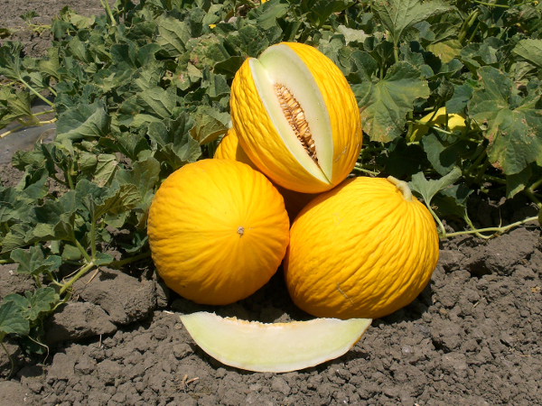 Melone Gialletto