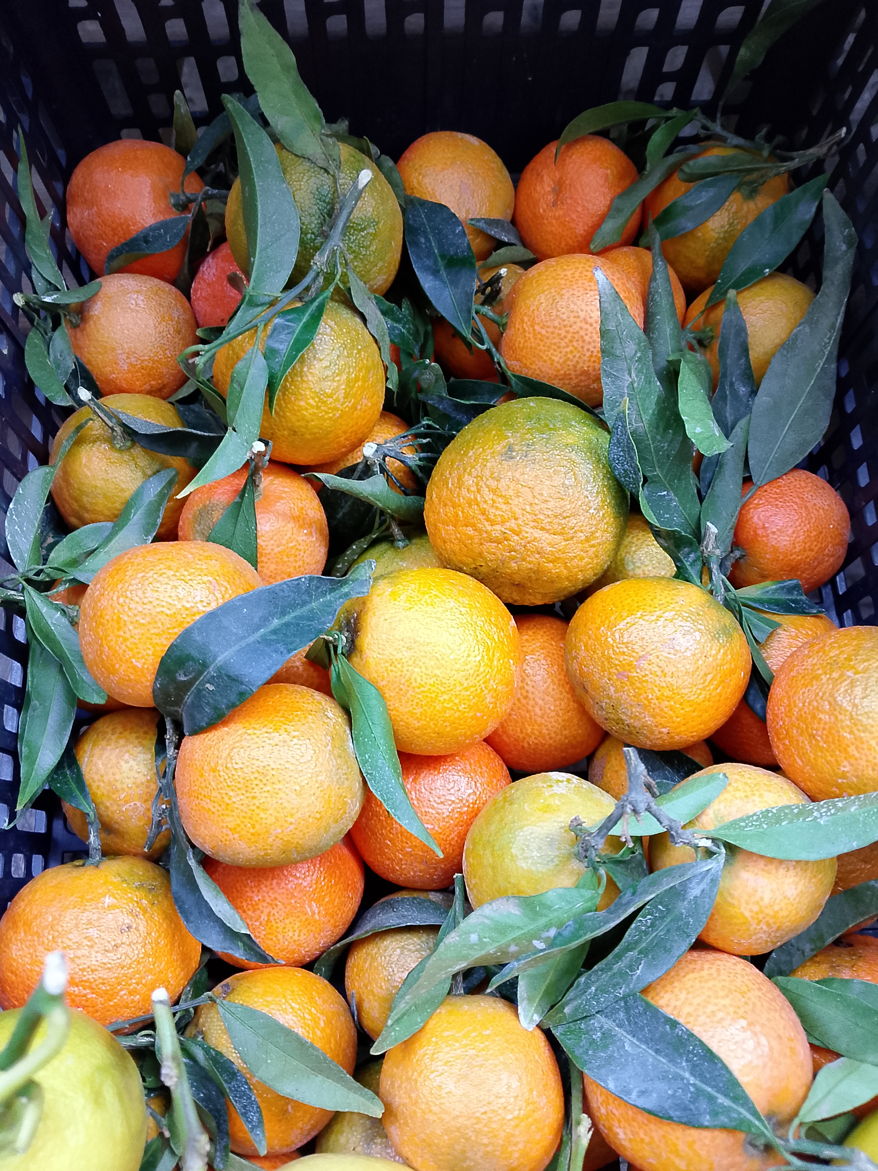 Clementine