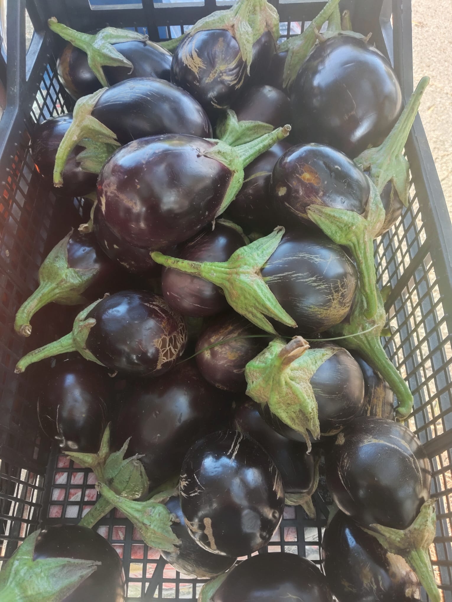Melanzane