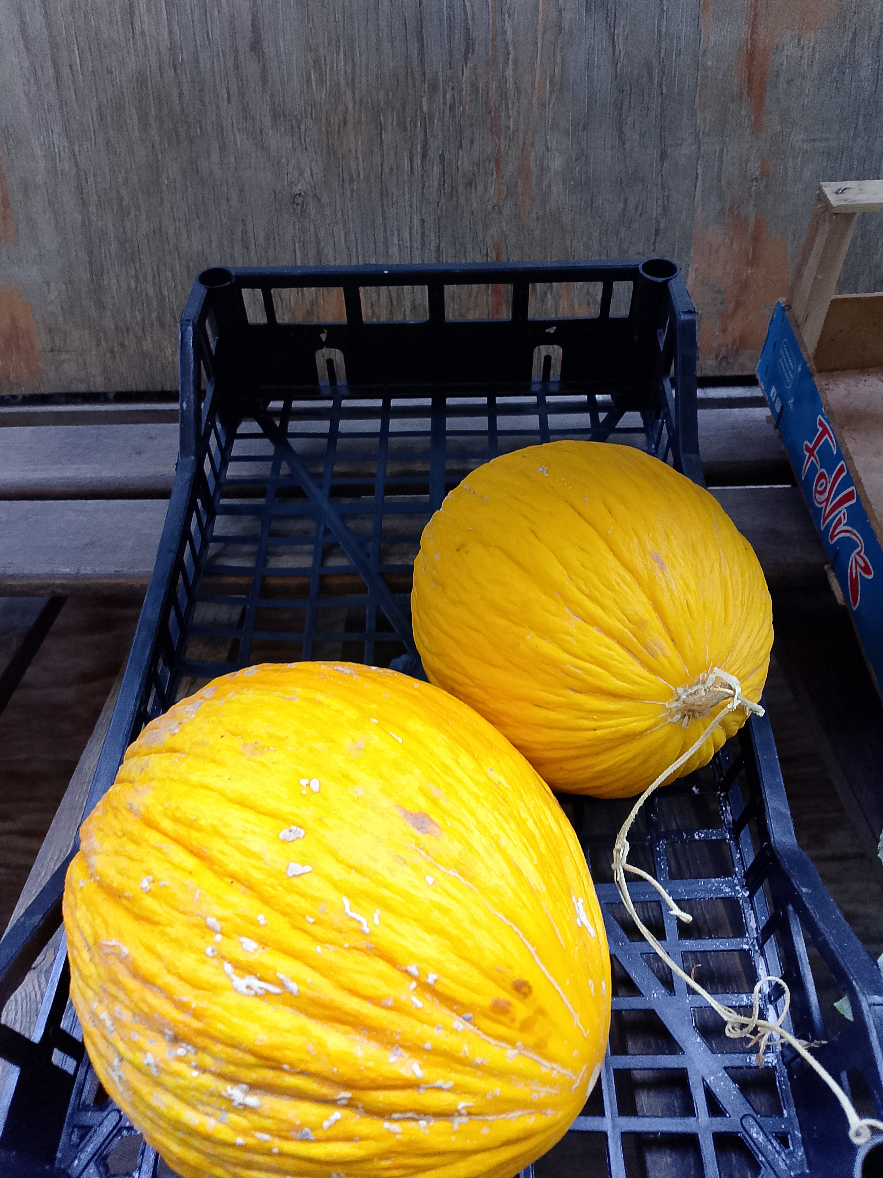 Melone Gialletto