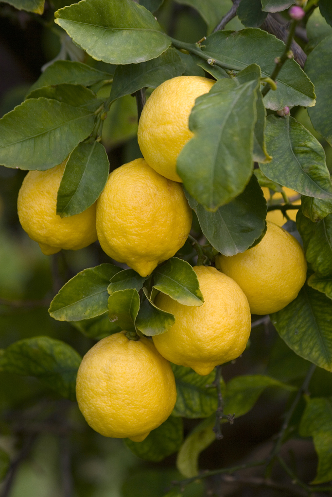 Limoni